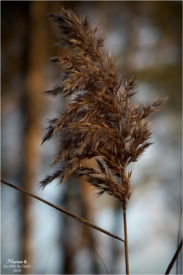 blog-p1040252-roseau et pins