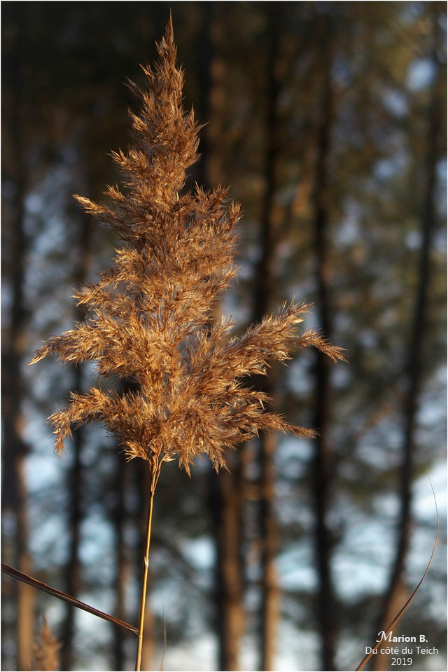 blog-p1040258-roseau et pins