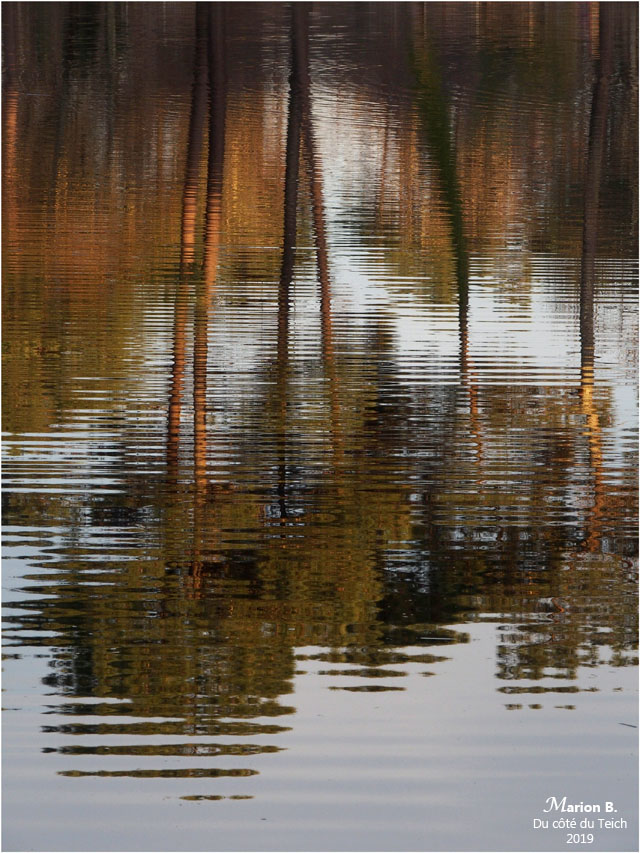 blog-p1040272-reflets pins étang