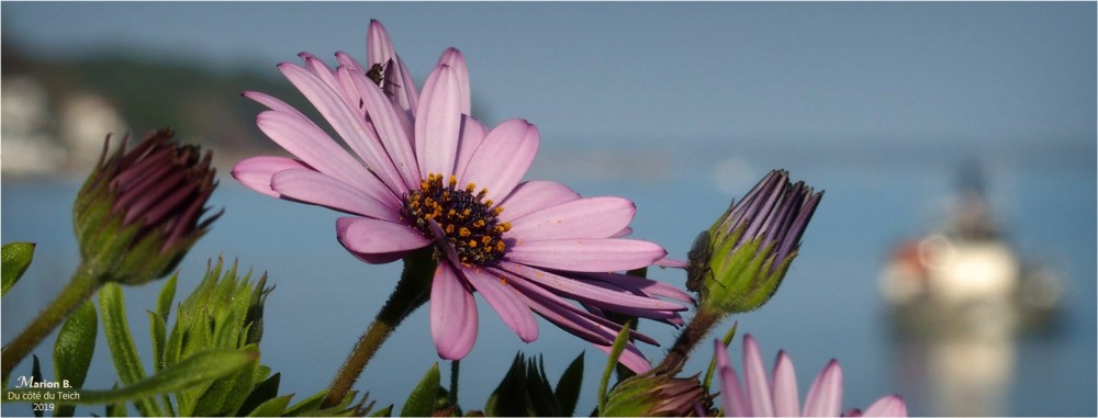 BLOG-P2210659-terrasse fleurie et rivages Piraillan 550