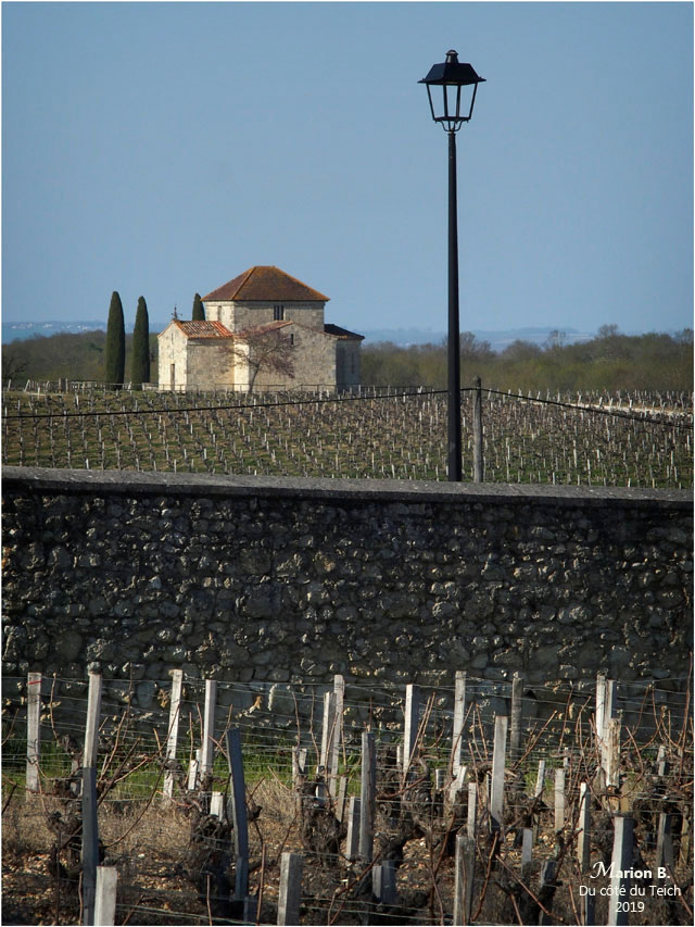 blog-p3210910-vignoble-st-estc3a8phe.jpg