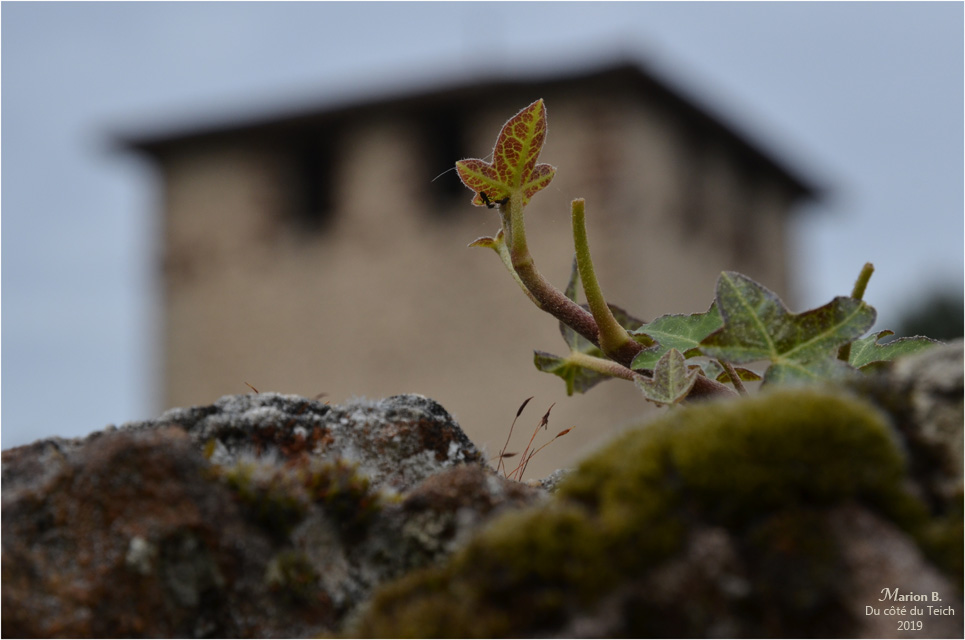 BLOG-DSC_46191-lierre mur église St Pierre de Mons