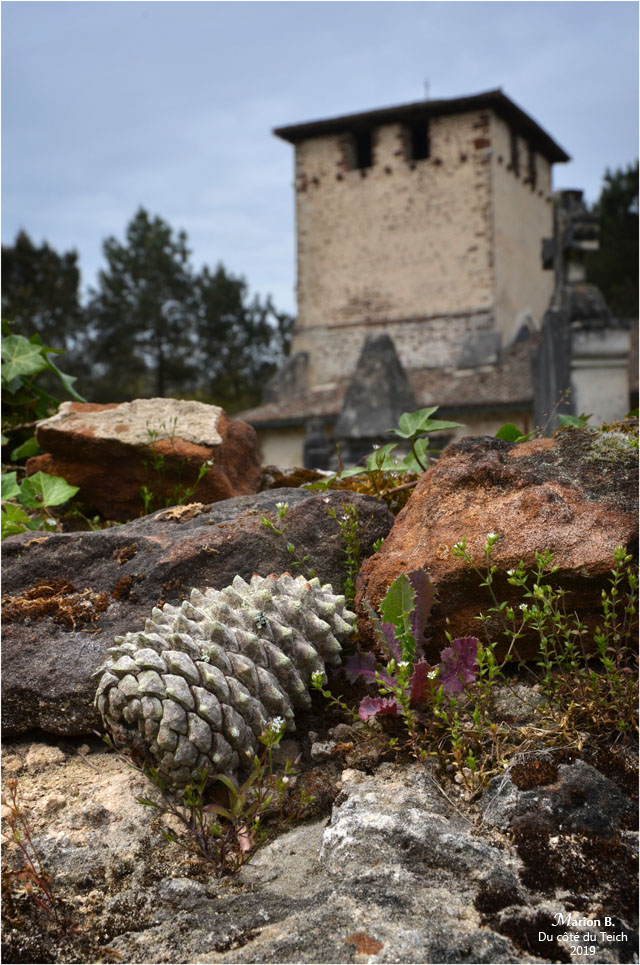 BLOG-DSC_46192-pomme de pin mur église St Pierre de Mons
