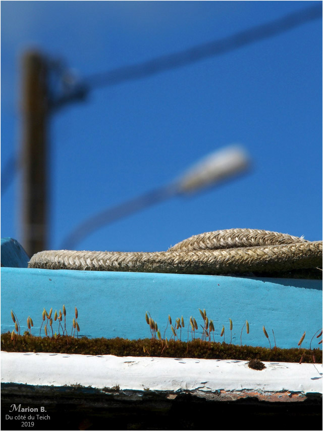 BLOG-P4071196-pinasse Tiburon et réverbère