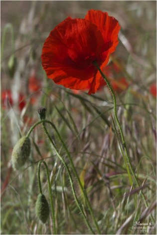 blog-p5131528-coquelicots-et-herbes-folles.jpg