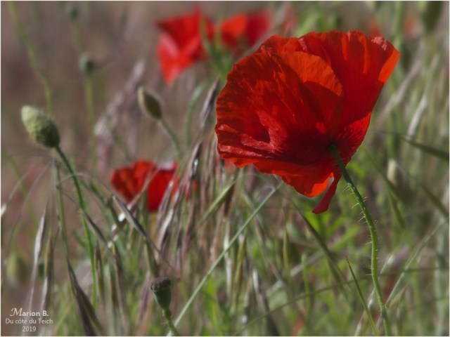 blog-p5131530-2-coquelicots-et-herbes-folles.jpg