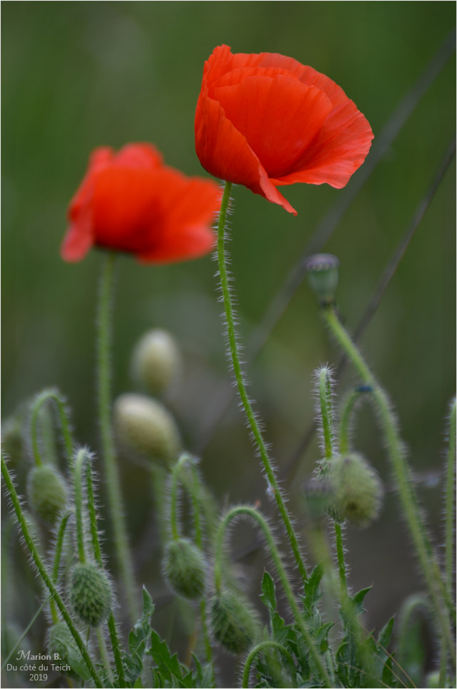 blog-dsc_46635-coquelicots.jpg