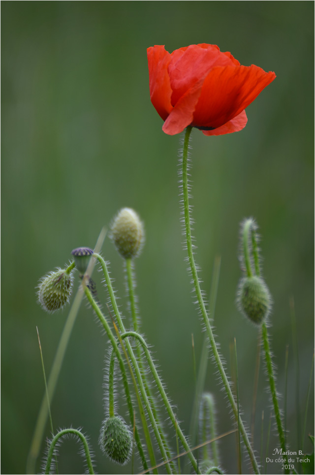 blog-dsc_46649-coquelicot.jpg