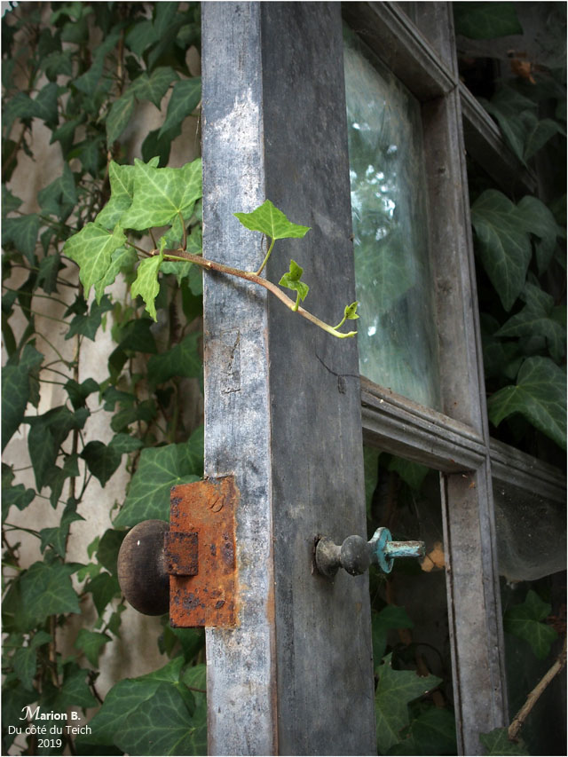 BLOG-P8262071-lierre et porte vitrée