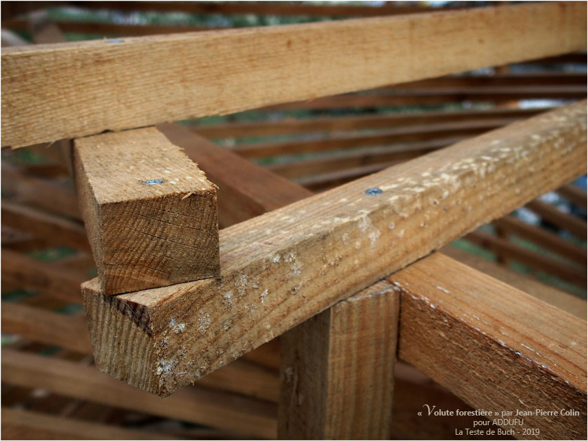 BLOG-PA022692-Volute forestière la Teste