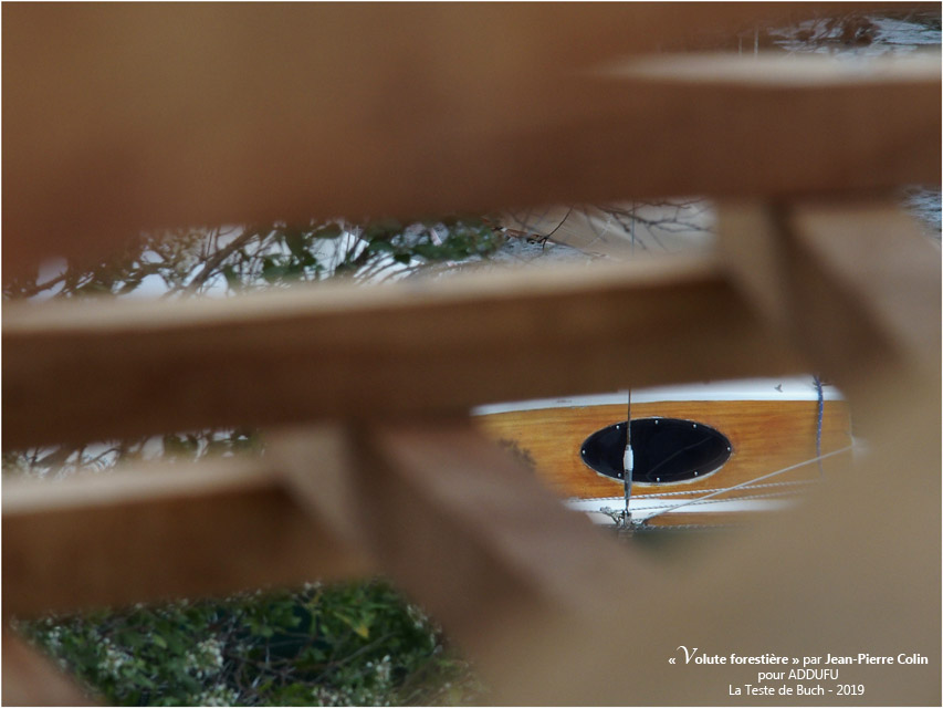 BLOG-PA022696-Volute forestière la Teste