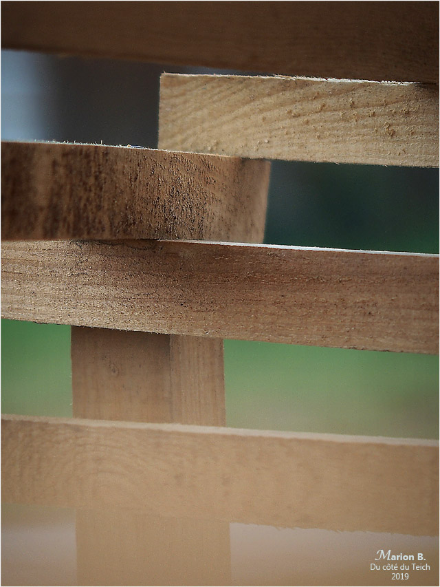 BLOG-PA022703-Volute forestière la Teste