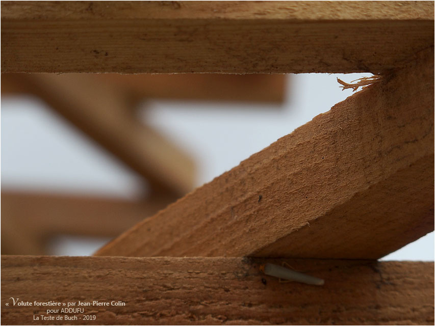 BLOG-PA022714-Volute forestière la Teste