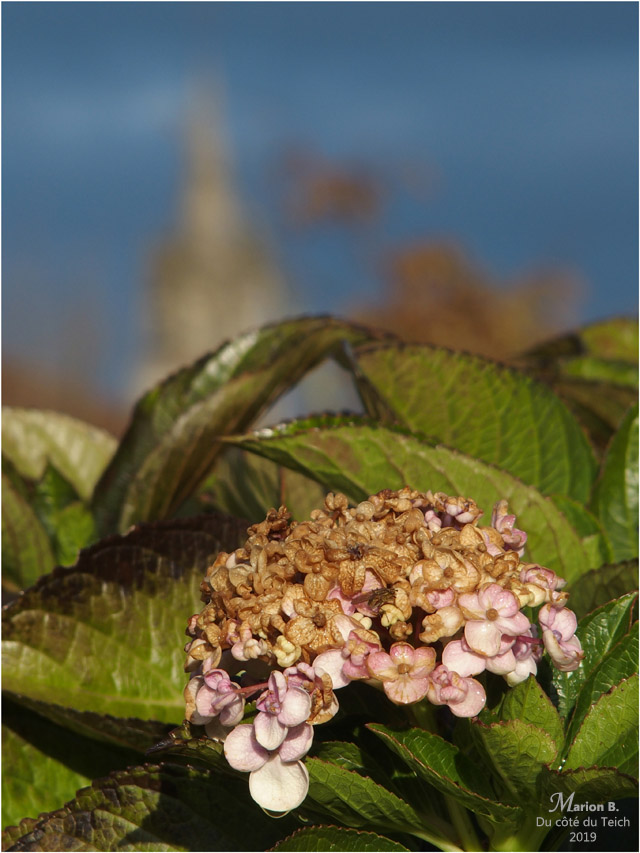 BLOG-PB213685-hortensia et clocher Sanguinet