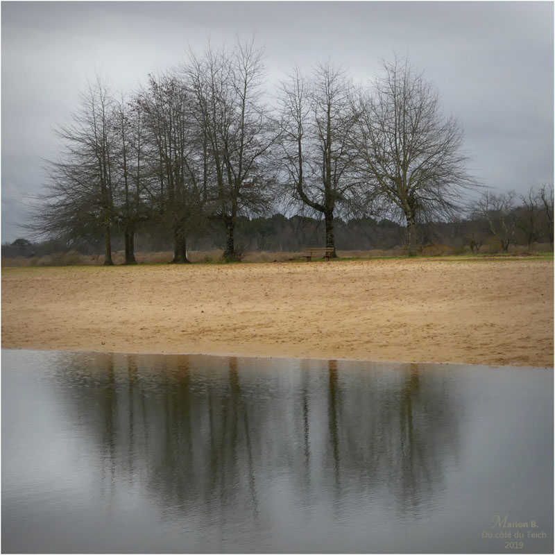 BLOG-P1000014-arbres étang le Teich