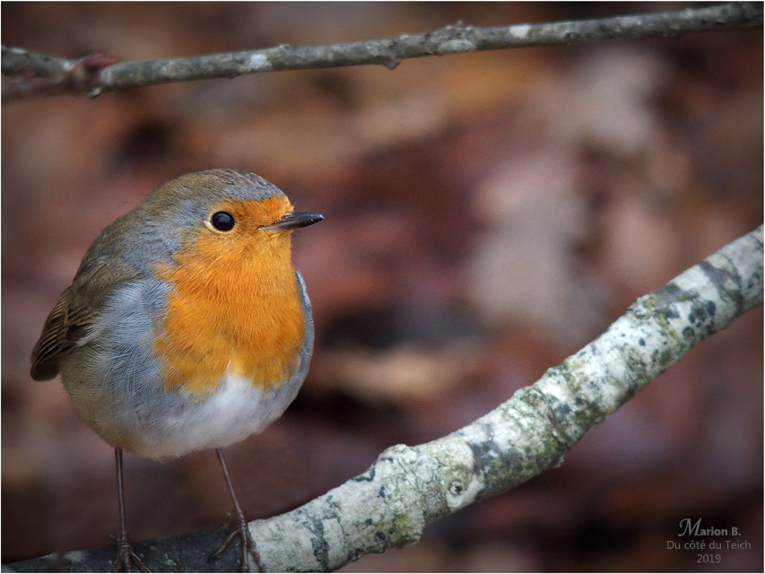 BLOG-PC023813-1-rouge-gorge