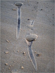 BLOG-PC043882-empreinte sable