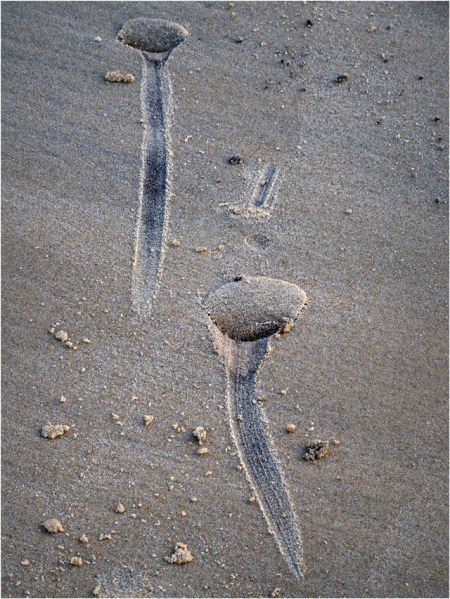 BLOG-PC043882-empreinte sable