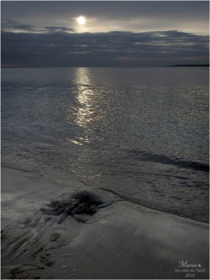 BLOG-PC043891-méduse plage le Moulleau
