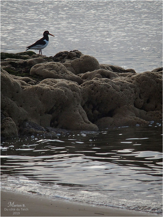 BLOG-PC043909-huîtrier pie sur hermelles