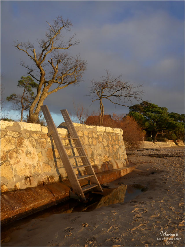 BLOG-P1000350-échelle arbre dénudé