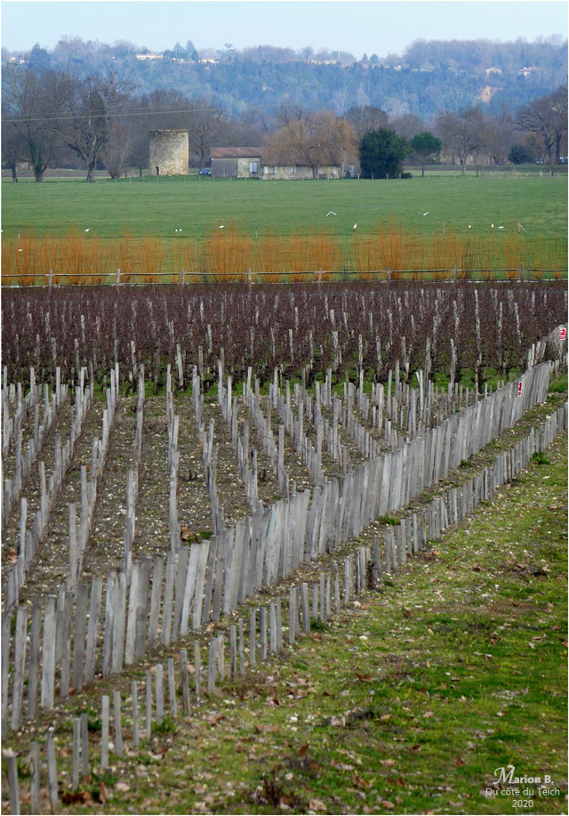 BLOG-P1010186-vigne et moulin Margaux