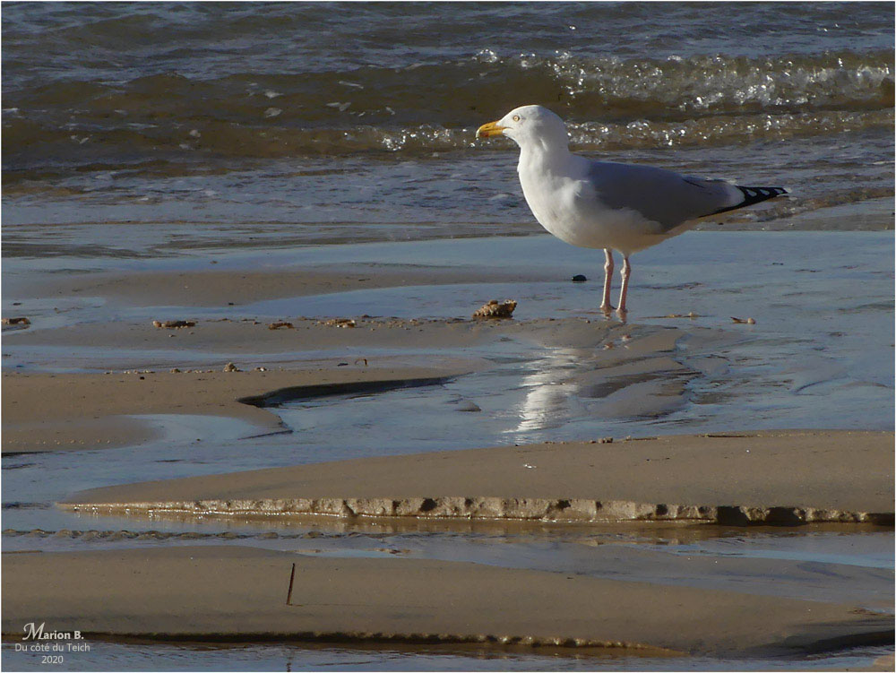 BLOG-P1010221-goéland et bulot