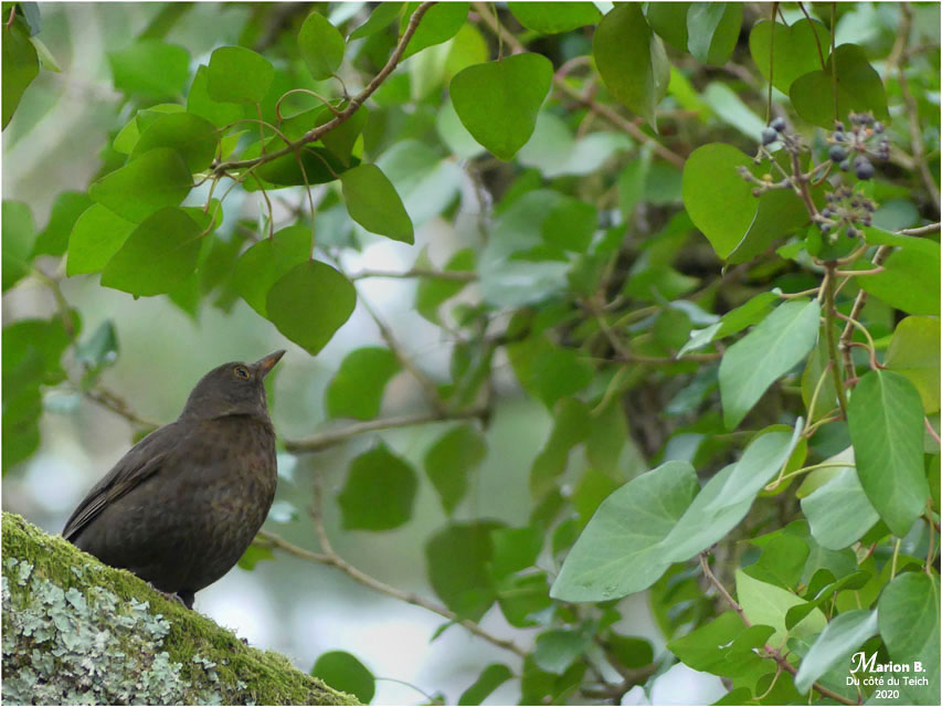 BLOG-P1010331-merlette