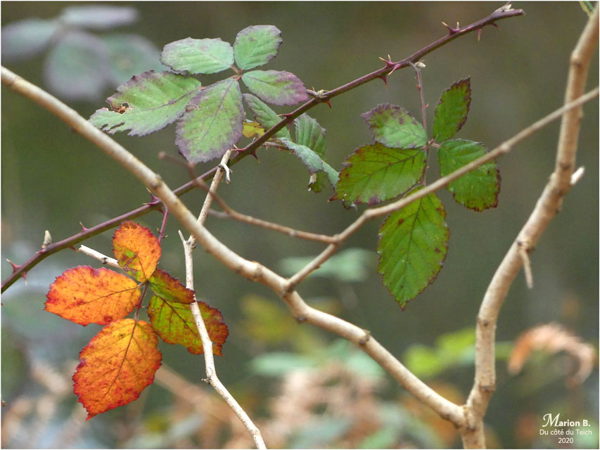 BLOG-P1010333-ronces