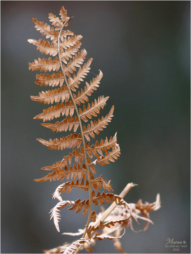 BLOG-P1010339-fougère rousse