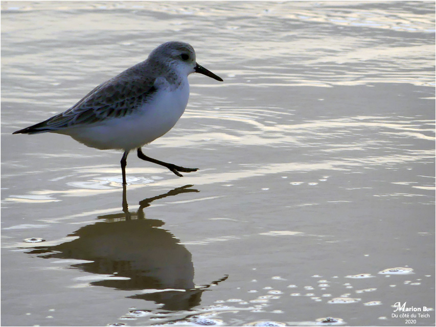 BLOG-P1010385-bécasseau