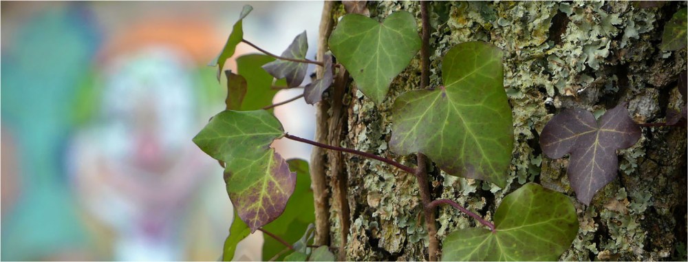 BLOG-P1010528-bannière lierre et tag forêt