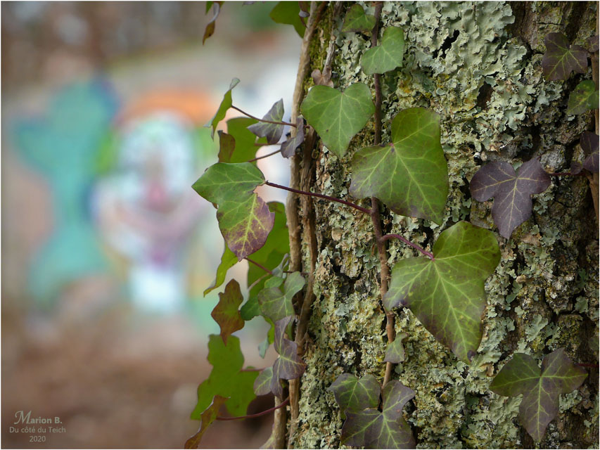 BLOG-P1010528-lierre et tag forêt