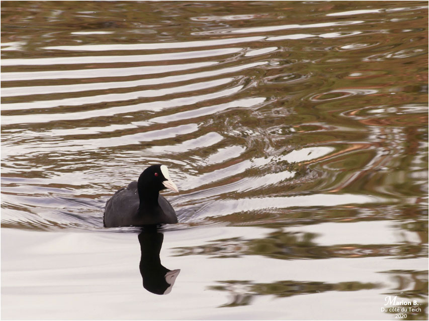 BLOG-P1010572-foulque macroule
