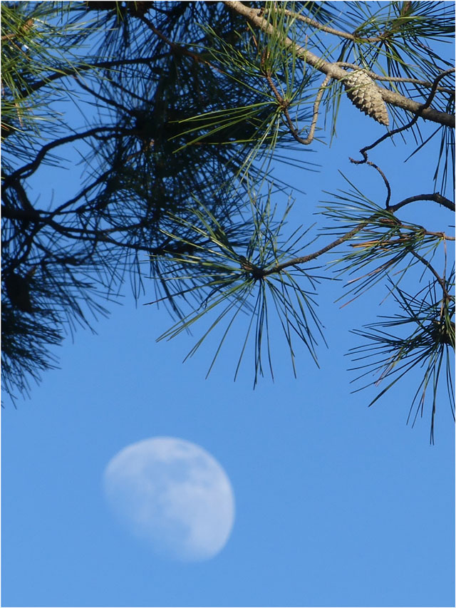 BLOG-P1010695-pigne de pin et lune