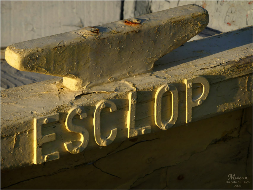 BLOG-P1010743-pinassotte Esclop