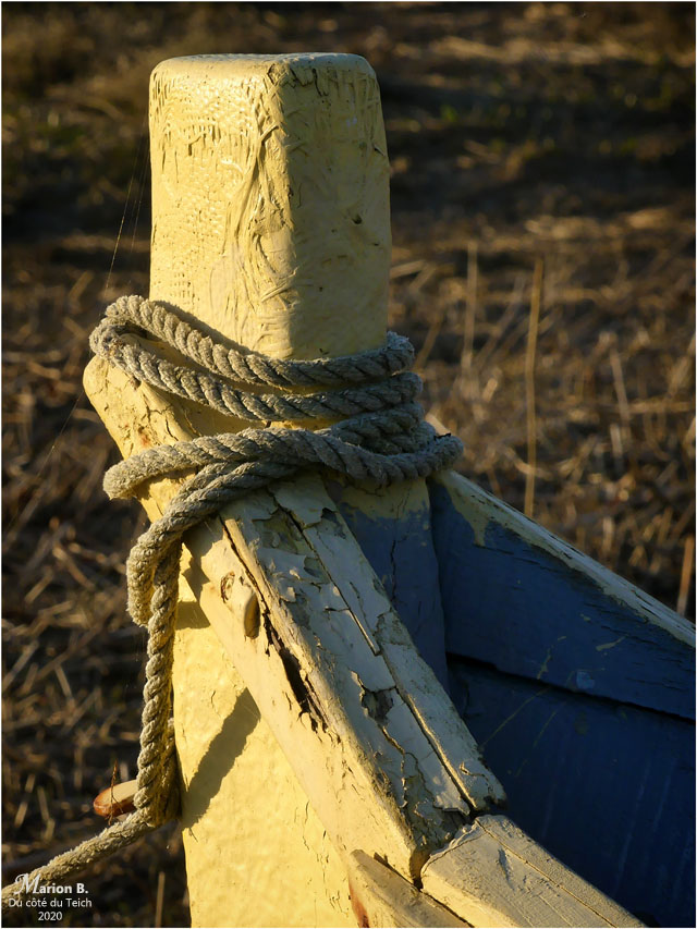 BLOG-P1010744-pinassotte Esclop