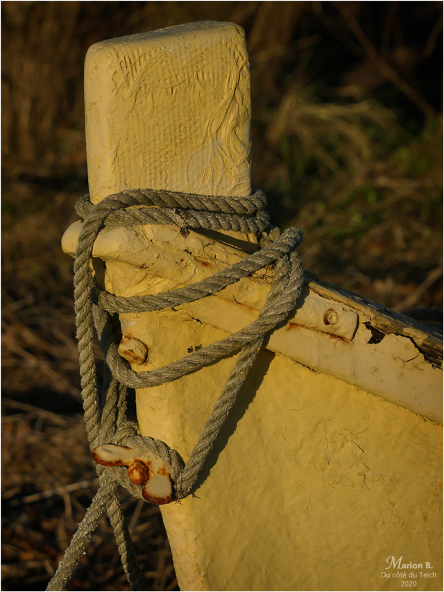 BLOG-P1010747-pinassotte Esclop