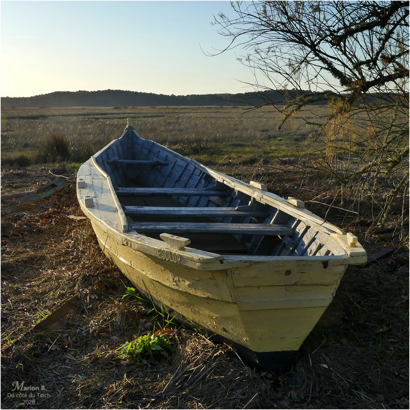 BLOG-P1010749-Esclop réserve naturelle Arès