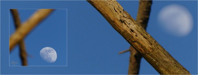 BLOG-P1010756-54-bannière lune et branches