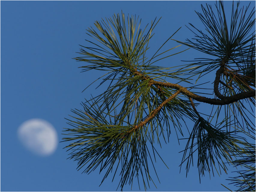 BLOG-P1010757-aiguilles de pin et lune