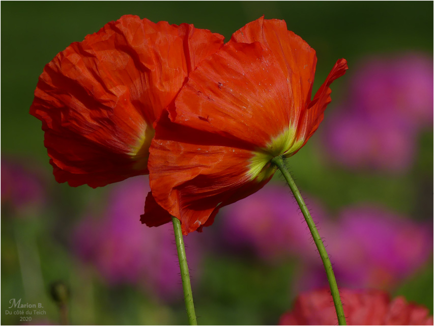 BLOG-P1020113-pétales au vent