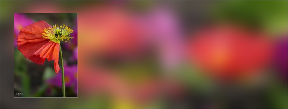 BLOG-P1020117-16 flou-bannière pétales au vent