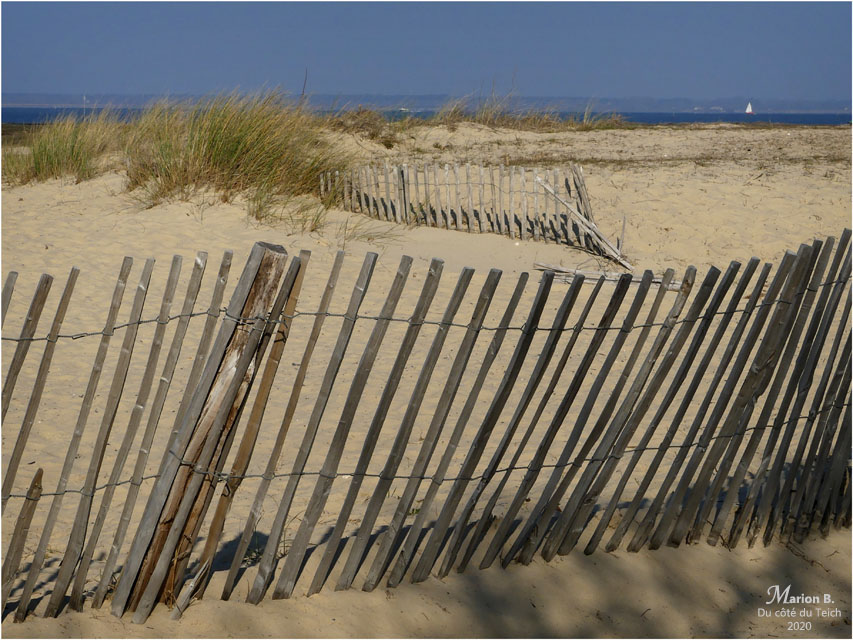 BLOG-P1020472-ganivelles et oyats la Hume