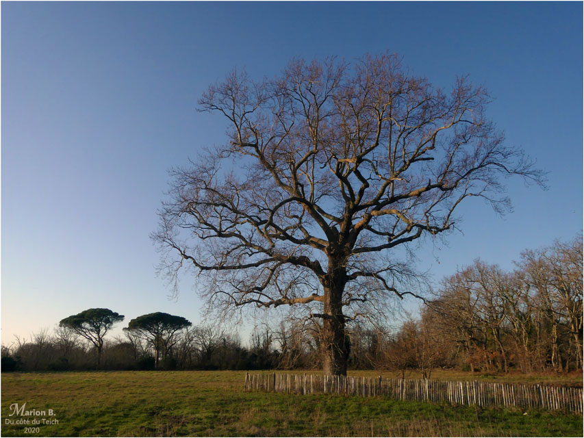 BLOG-P1010286-arbres Certes