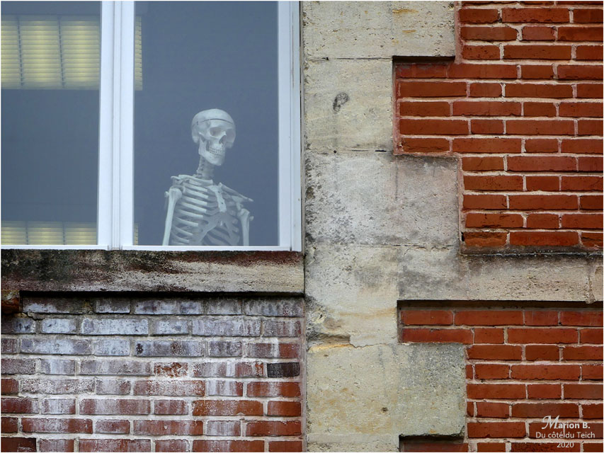 BLOG-P1020784-squelette fenêtre