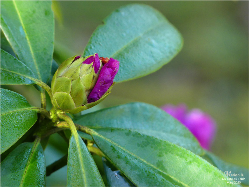 BLOG-P1020935-rhododendron Mars 2020