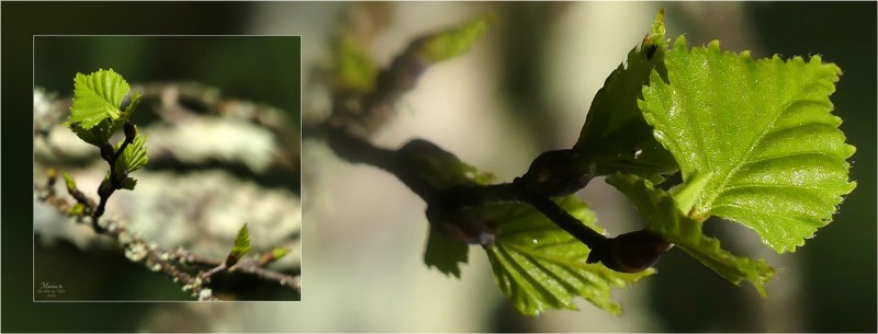 BLOG-P1020974-974-2-bannière bouleau