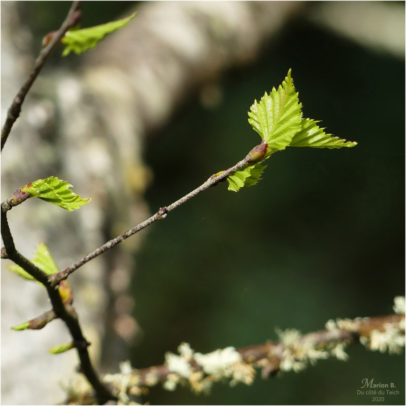 BLOG-P1020976-bouleau
