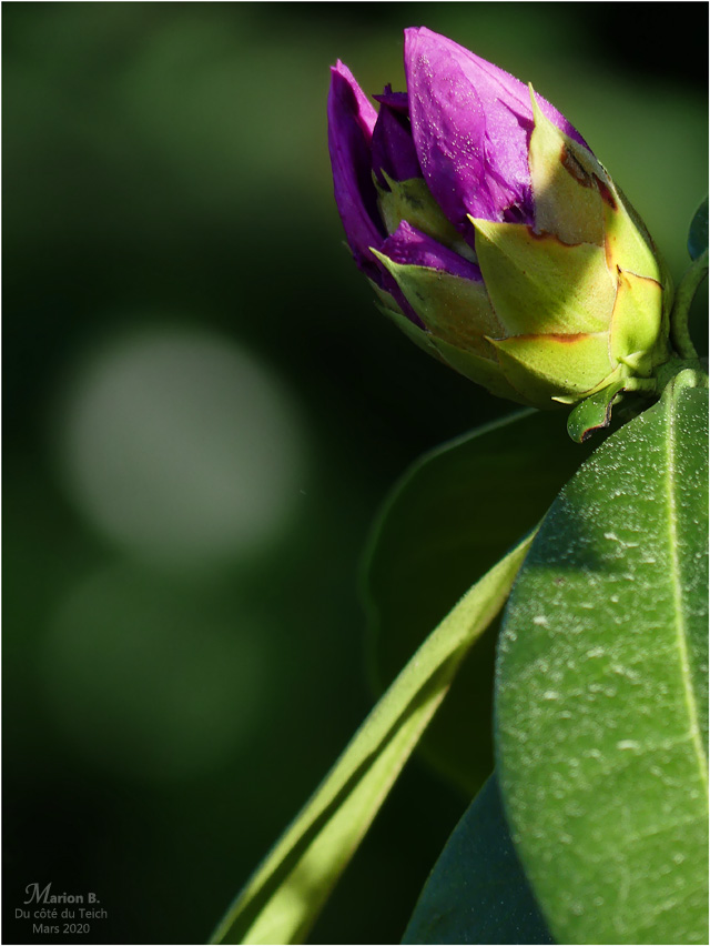 BLOG-P1030026-1-rhododendron Mars 2020